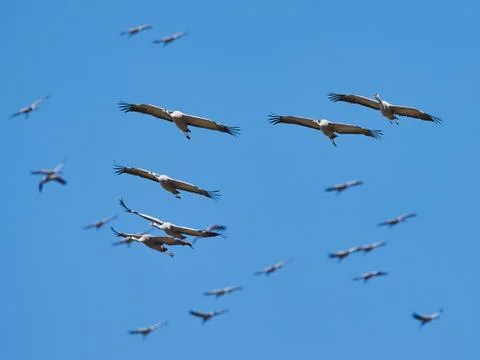 Common crane (Grus grus) Stock Photos