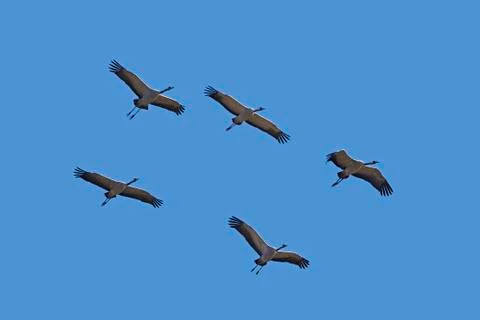 Common crane (Grus grus) Stock Photos