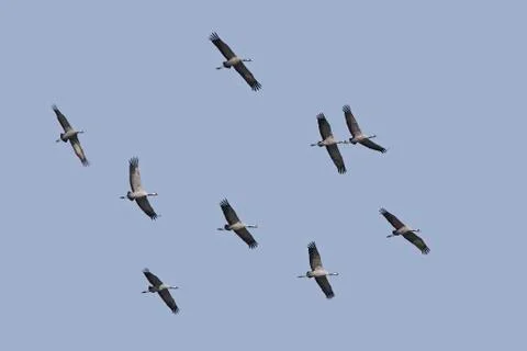 Common crane (Grus grus) Stock Photos