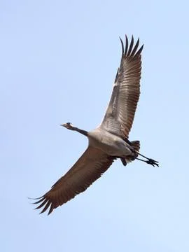 Common crane (Grus grus) Stock Photos