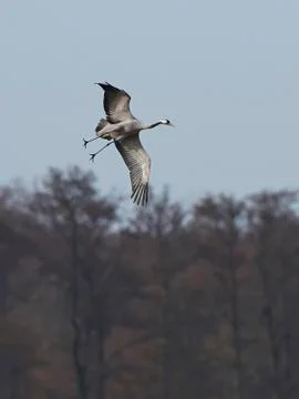 Common crane (Grus grus) Stock Photos