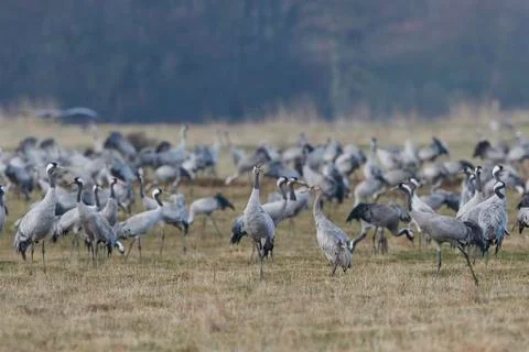 Common crane (Grus grus) Stock Photos