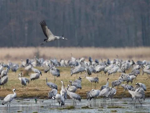 Common crane (Grus grus) Stock Photos