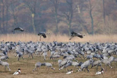 Common crane (Grus grus) Stock Photos