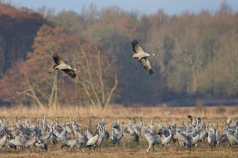 Common crane (Grus grus) Stock Photos