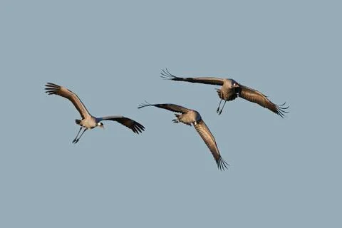 Common crane (Grus grus) Stock Photos