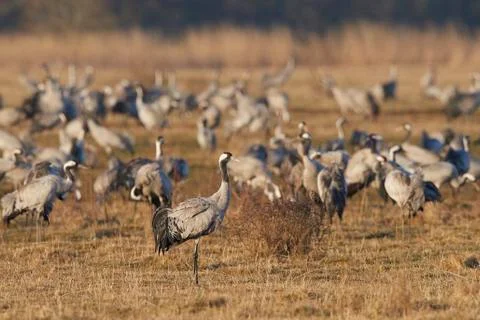 Common crane (Grus grus) Stock Photos