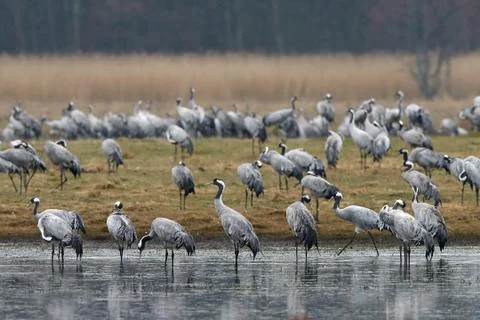 Common crane (Grus grus) Stock Photos