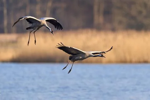 Common crane (Grus grus) Stock Photos