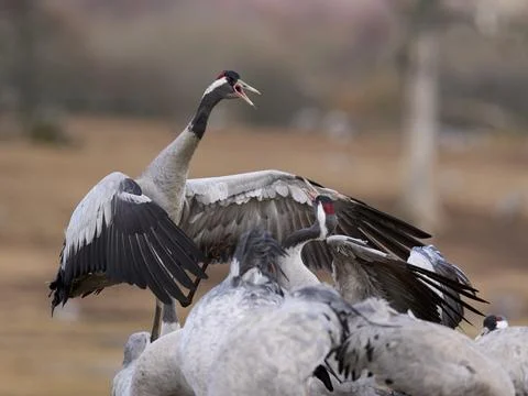 Common crane (Grus grus) Stock Photos