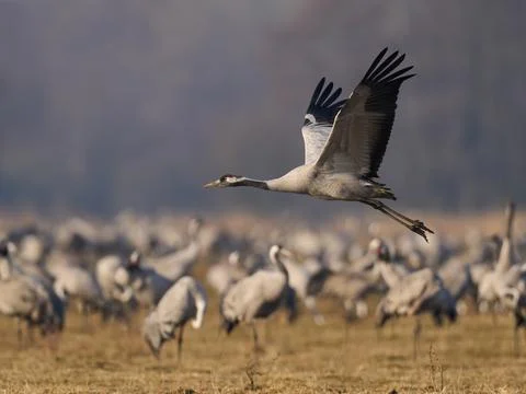 Common crane (Grus grus) Stock Photos