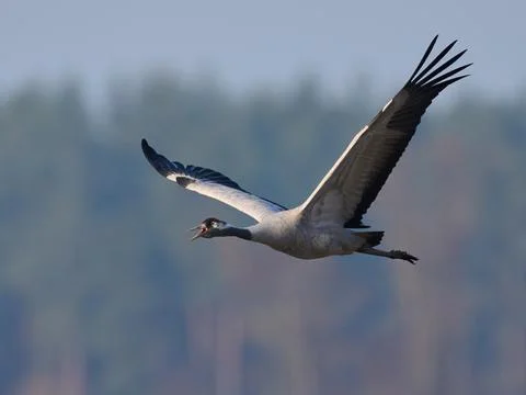 Common crane (Grus grus) Stock Photos