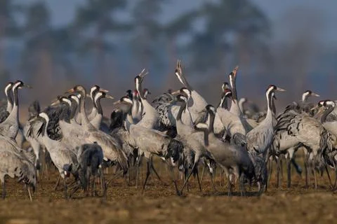 Common crane (Grus grus) Stock Photos