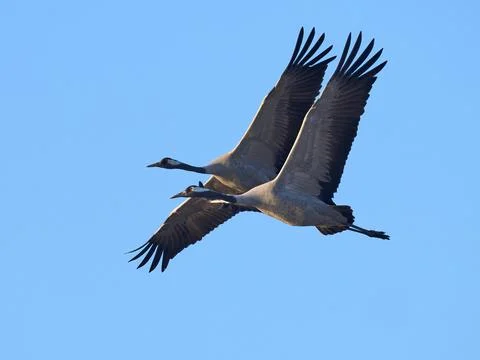 Common crane (Grus grus) Stock Photos