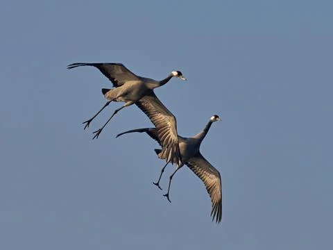 Common crane (Grus grus) Stock Photos