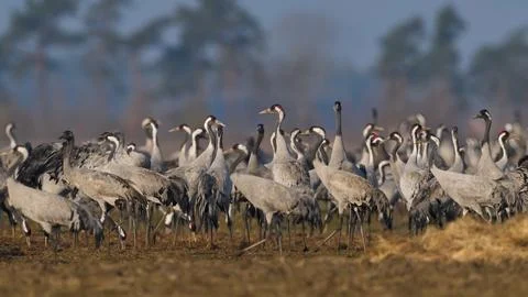 Common crane (Grus grus) Stock Photos