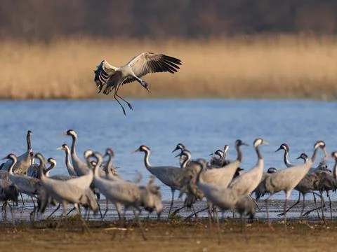 Common crane (Grus grus) Stock Photos
