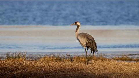 Common crane (Grus grus) Foto stock