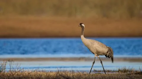 Common crane (Grus grus) Stock Photos