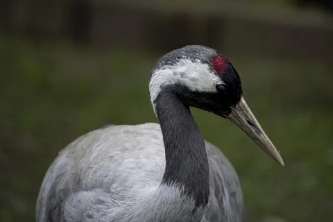 The Common Crane (Grus grus). Stock Photos