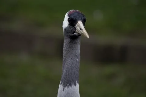 The Common Crane (Grus grus). Stock Photos