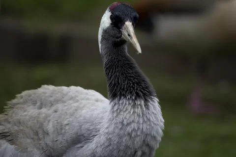 The Common Crane (Grus grus). Stock Photos
