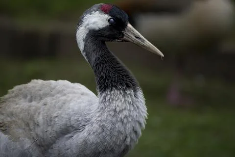 The Common Crane (Grus grus). Stock Photos