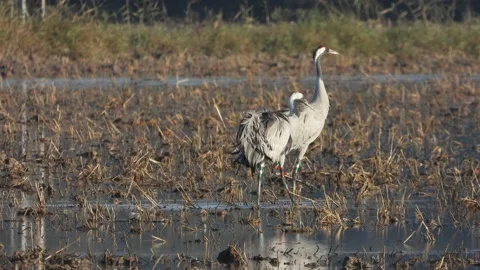 Common crane, grus grus, ringed, Andalusia, Spain Stock Footage 171298602