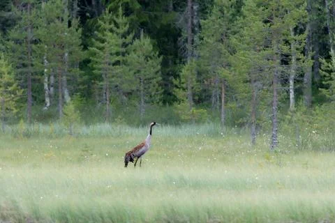 A common crane (Grus grus) in typical Swedish landscape  open terrain with .. Stock Photos