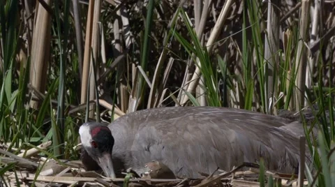 Common Crane with hatchlings Video stock 62935749
