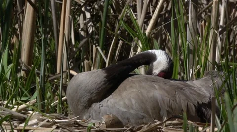 Common Crane with hatchlings Stock Footage 62936074