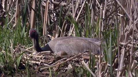 Common Crane with hatchlings Stock Footage 62936482