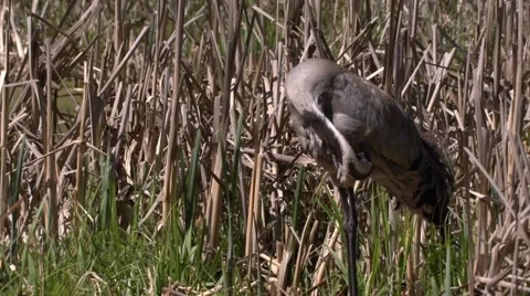 Common Crane with hatchlings Stock Footage 62938985