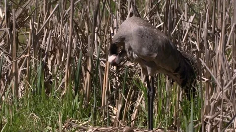 Common Crane with hatchlings Stock Footage 62940488