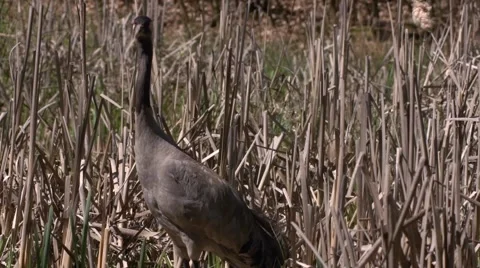 Common Crane with hatchlings Stock Footage 62941411