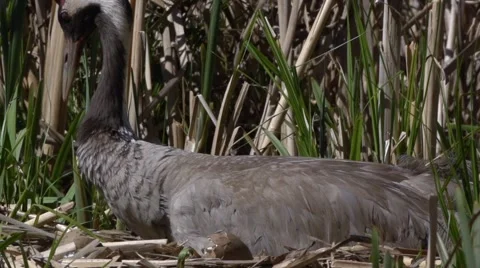Common Crane with hatchlings Stock Footage 62945904