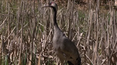 Common Crane with hatchlings Stock Footage 62946311