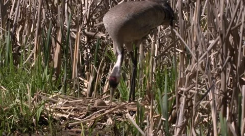 Common Crane with hatchlings Stock Footage 62946402