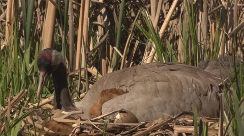 Common Crane with hatchlings Stock Footage 63461476