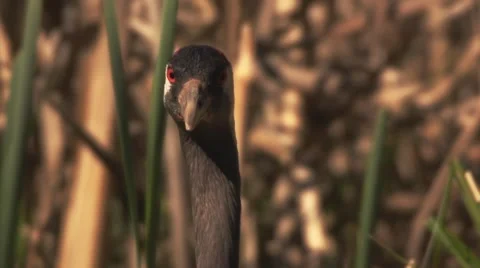 Common Crane with hatchlings Stock Footage 63466109