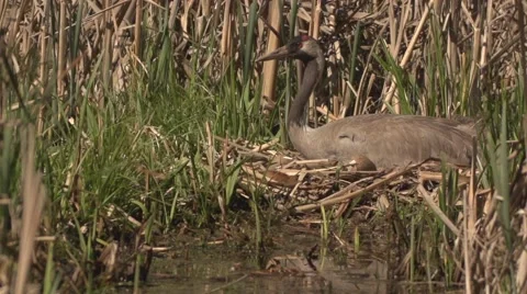Common Crane with hatchlings Stock Footage 63468846