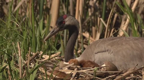 Common Crane with hatchlings Stock Footage 63471830