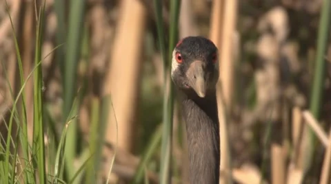 Common Crane with hatchlings Stock Footage 63472453