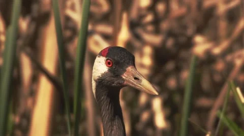 Common Crane with hatchlings Stock Footage 63472911