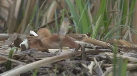Common Crane with hatchlings Video stock 64023544