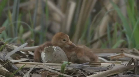 Common Crane with hatchlings Stock Footage 64026049