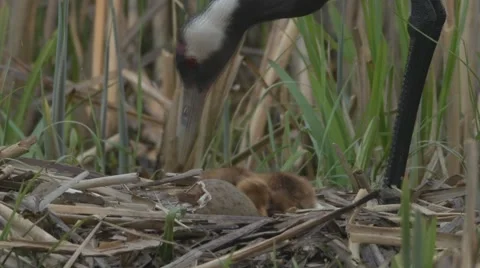 Common Crane with hatchlings Stock Footage 64438876