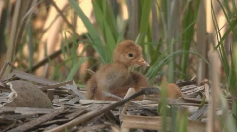 Common Crane with hatchlings Stock Footage 64451198