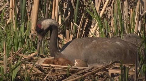 Common Crane with hatchlings Stock Footage 64452431