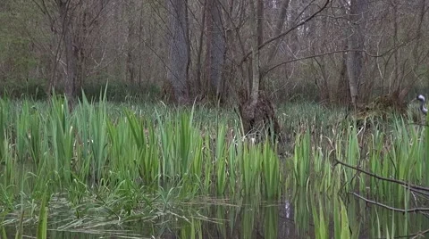 Common Crane with hatchlings | Stock Video | Pond5